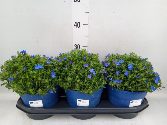 <h4>Glandora diffusa 'Heavenly Blue'</h4>