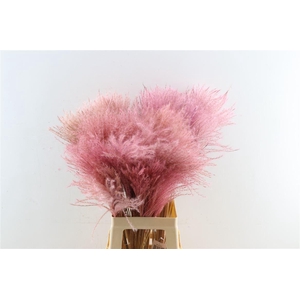 Dried Stipa Feather Baby Pink P Stem
