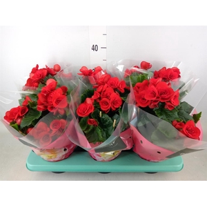 Begonia elat. DU 'Baladin'