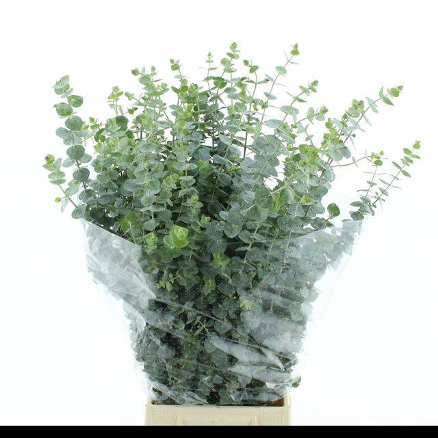 <h4>EUC BABY BLUE P BS</h4>