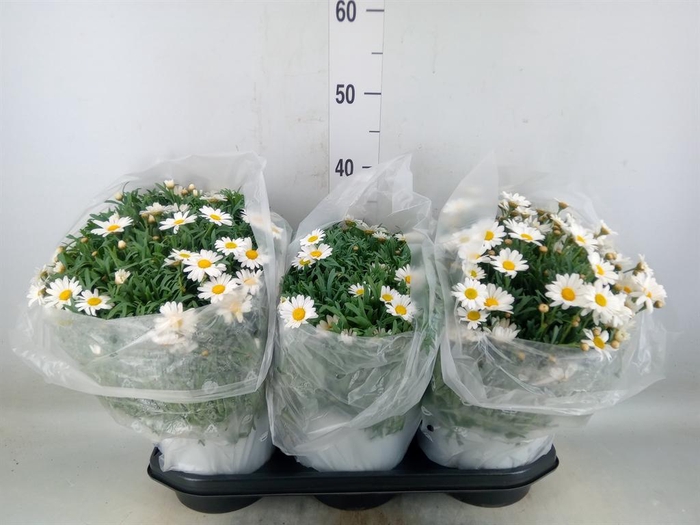 <h4>Argyranthemum   ...</h4>