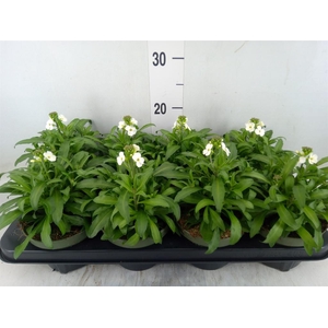 Erysimum  'Leya White'