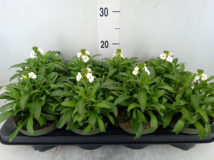 <h4>Erysimum  'Leya White'</h4>