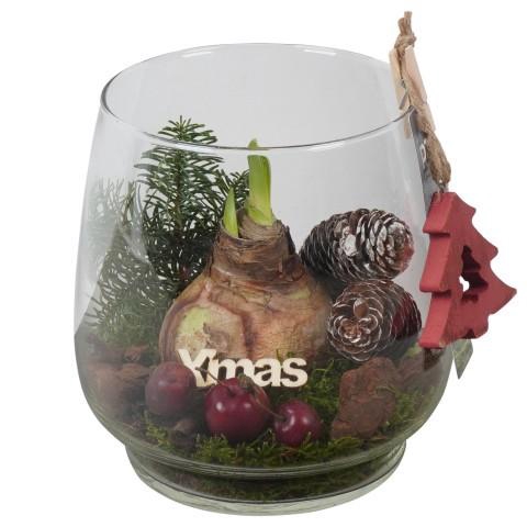 <h4>PTACH5924 Arrangement Amaryllis Christmas in glazen vaas</h4>