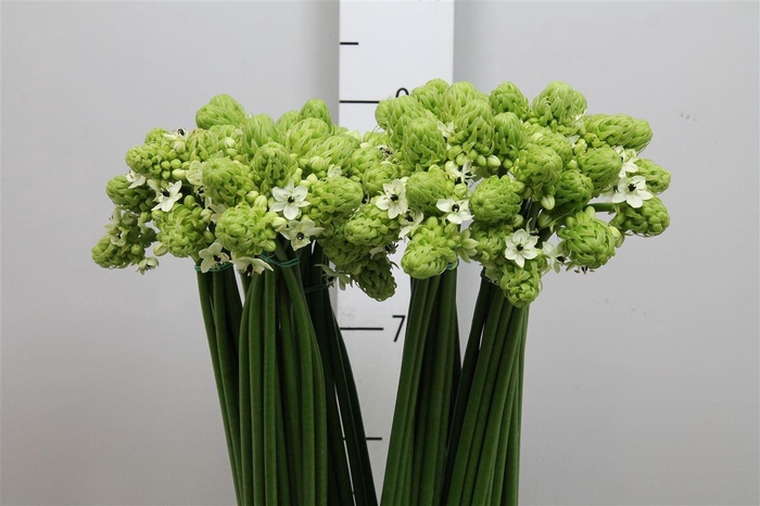 <h4>Ornit Saundersiae</h4>