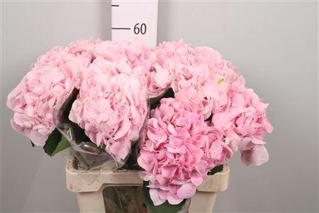 <h4>Hydrabloom Pink Progress</h4>