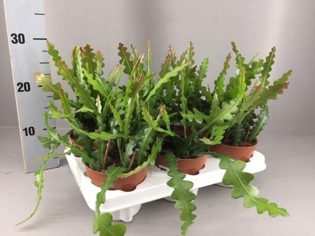 <h4>EPIPHYLLUM ANGULIGER</h4>