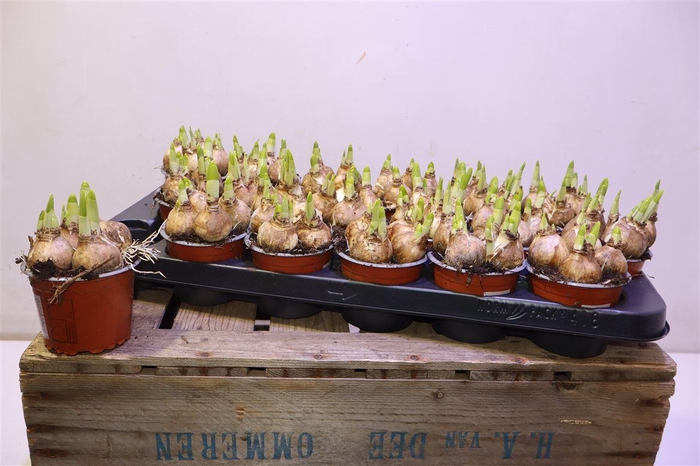 <h4>Narc O Tete A Tete</h4>