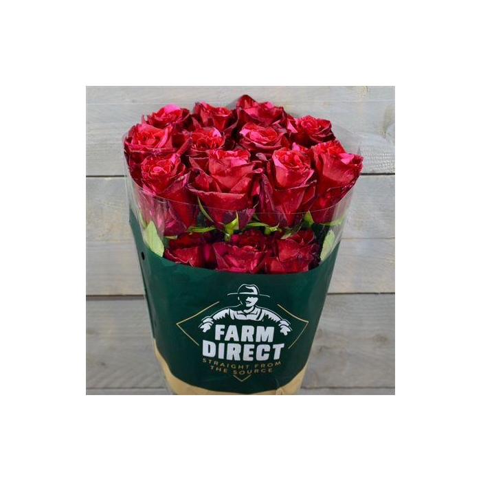 <h4>R Gr Red Panther</h4>