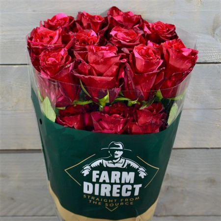 <h4>R Gr Red Panther</h4>