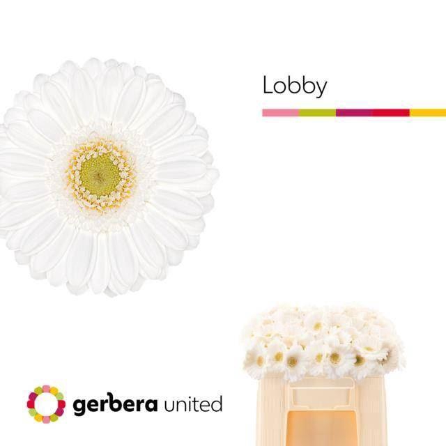 <h4>GERMINI LOBBY GE MI LOBBY</h4>