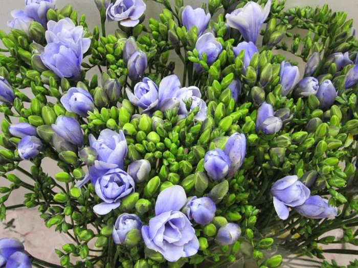 <h4>Fr Du Pastel Lilac</h4>