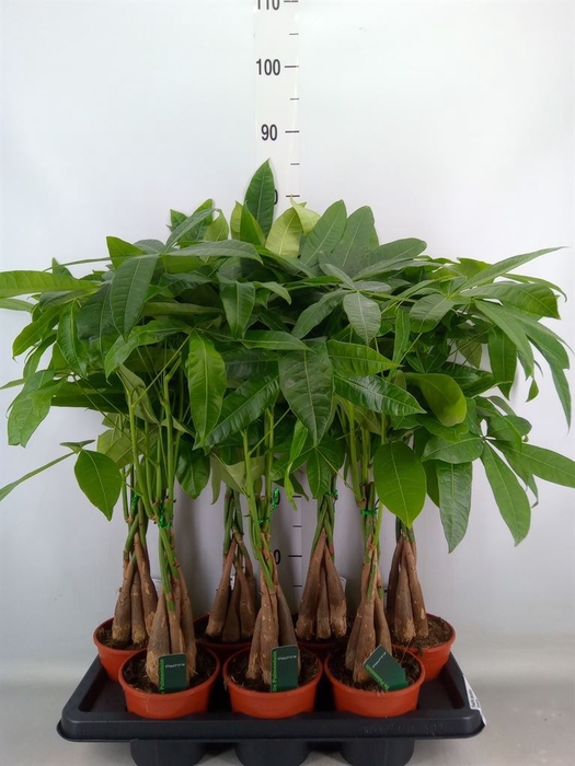 <h4>Pachira aquatica</h4>