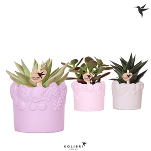 Kolibri Greens Succulenten mix in Fruity pot pink mix