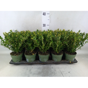 Ilex crenata 'Jenny'