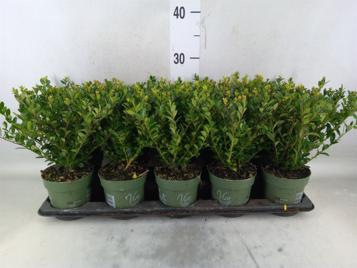 <h4>Ilex crenata 'Jenny'</h4>