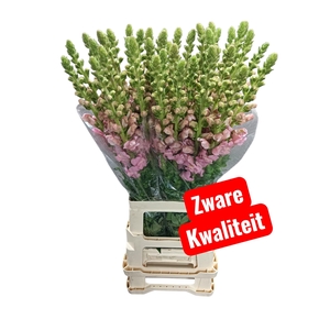 Antirrhinum potomac early pink