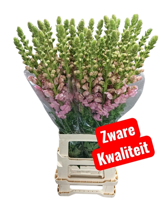 <h4>ANTIR POTO EARL PINK</h4>