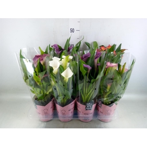 Zantedeschia   ...mix