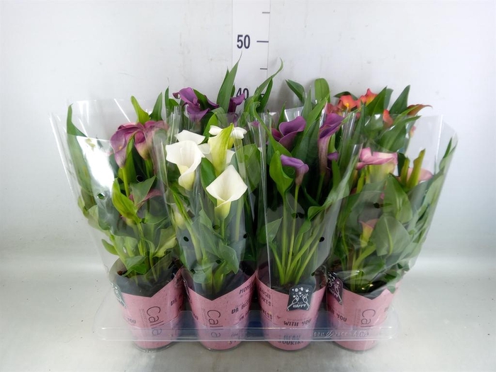 <h4>Zantedeschia   ...mix</h4>