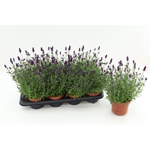 Lavandula angus. 'Hidcote'
