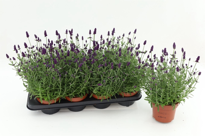 <h4>Lavandula angus. 'Hidcote'</h4>