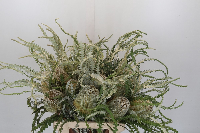 <h4>Banksia Speciosa</h4>