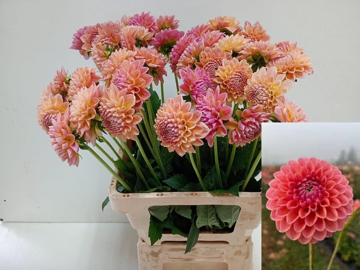 <h4>DAHL LINDAS BABY</h4>