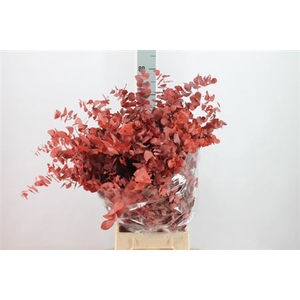 Euca Stuart Stabil Red / Brown