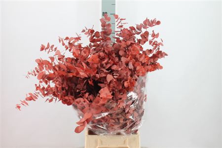 <h4>Euca Stuart Stabil Red / Brown</h4>