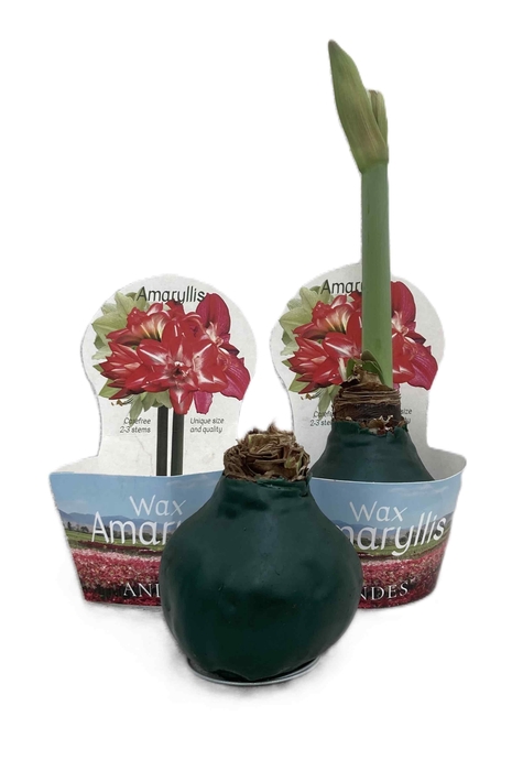 <h4>HIPPEASTRUM-HYBRID P14</h4>