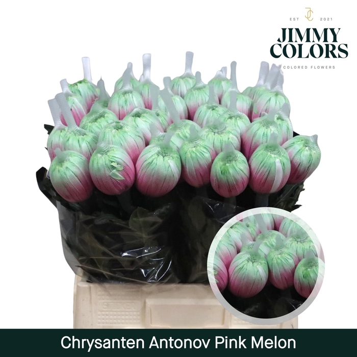 <h4>Chr G Antonov Pink Melon</h4>