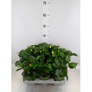 Hibiscus rosa-sin. 'Adonicus Pearl'