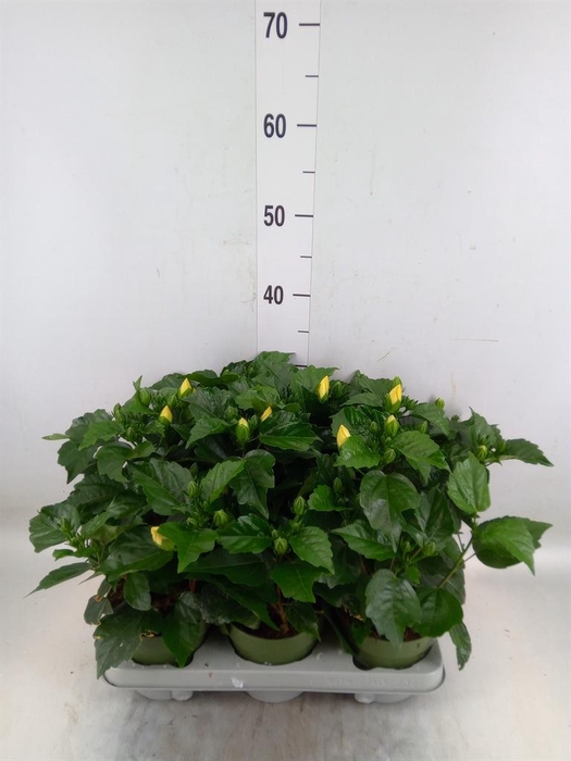 <h4>Hibiscus rosa-sin. 'Adonicus Pearl'</h4>