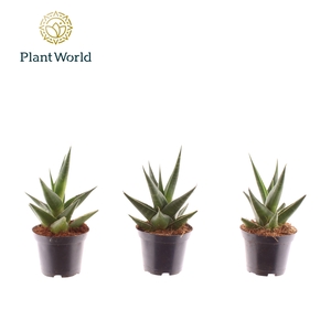 Sansevieria Maik 7 cm