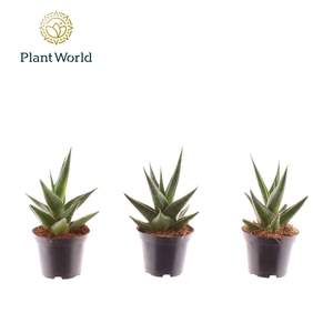 Sansevieria Maik 7 cm