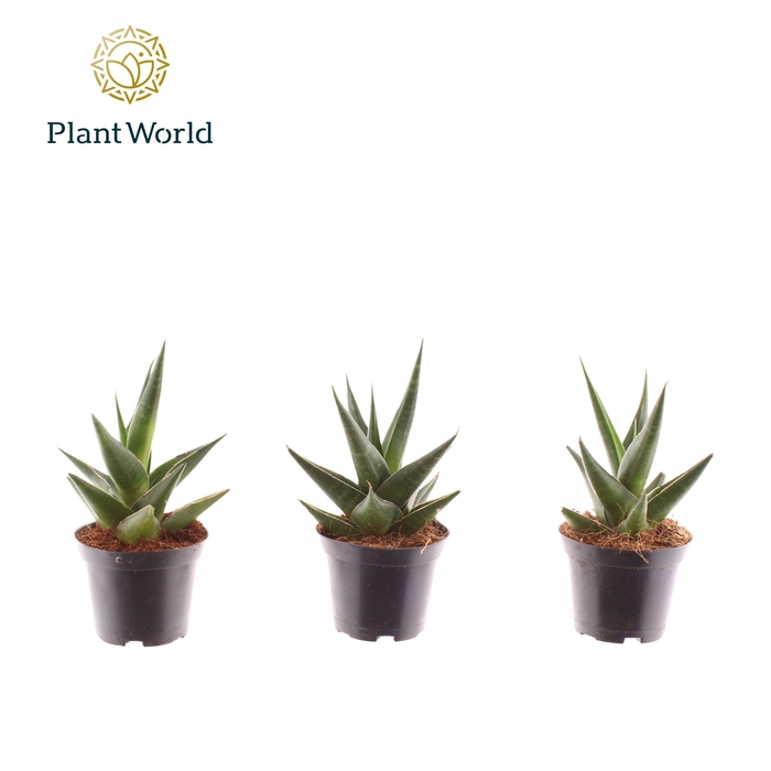 <h4>Sansevieria Maik 7 cm</h4>