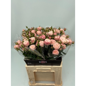R TR ROYAL BLUSH