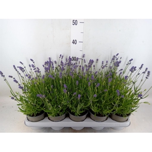 Lavandula angus. 'Essence Pure'