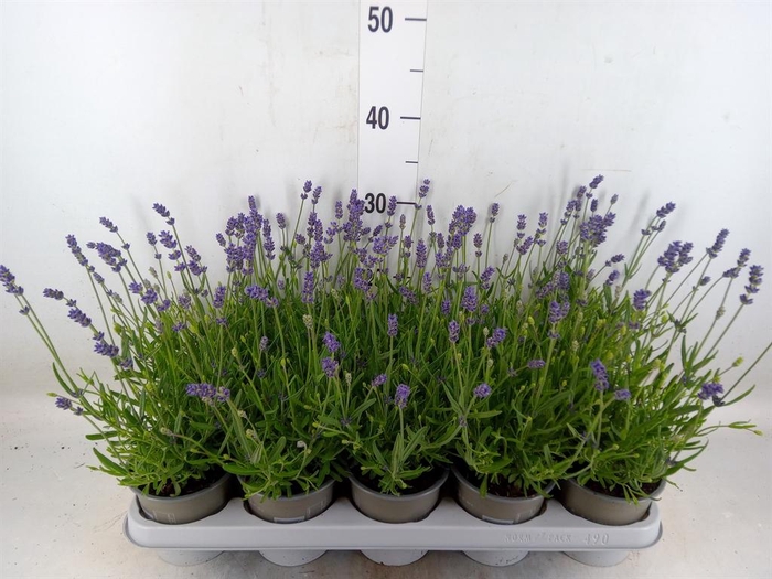 <h4>Lavandula angus. 'Essence Pure'</h4>