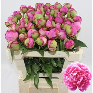 Alexander Fleming 50cm 2-3