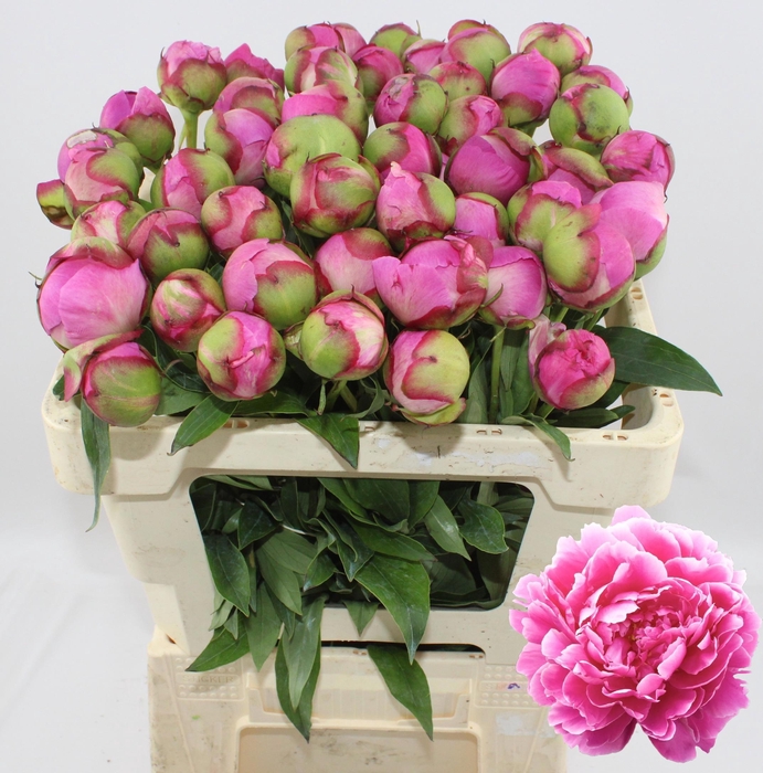 <h4>Alexander Fleming 50cm 2-3</h4>