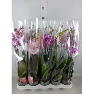 Phalaenopsis   ...mix
