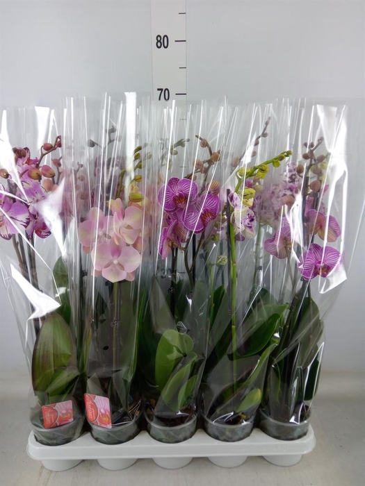 <h4>Phalaenopsis   ...mix</h4>