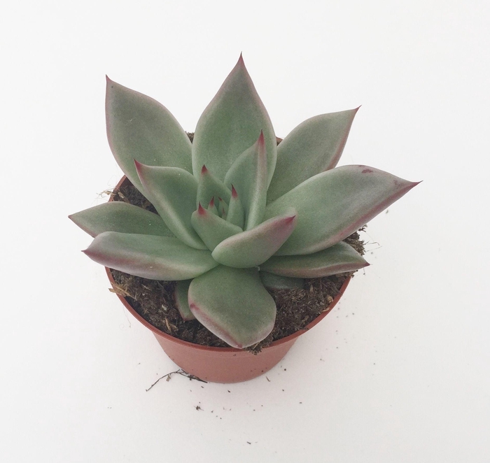 <h4>Echeveria Sirius</h4>
