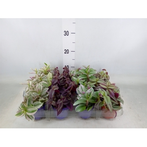 Tradescantia   ...mix