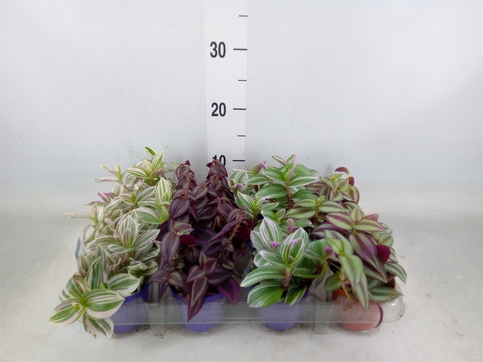 <h4>Tradescantia   ...mix</h4>