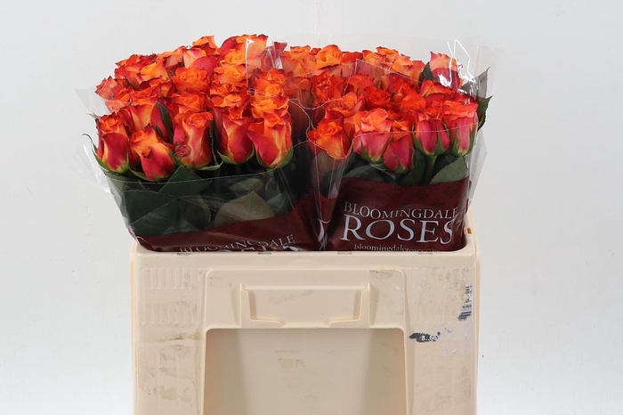 <h4>R Gr Mariyo!</h4>