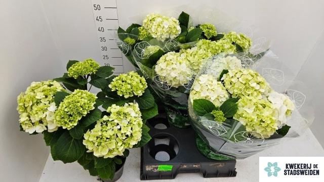 <h4>HYDR M MERLIN</h4>