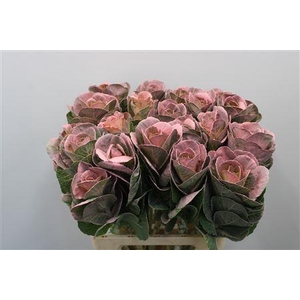 Brass Klb Roze H%